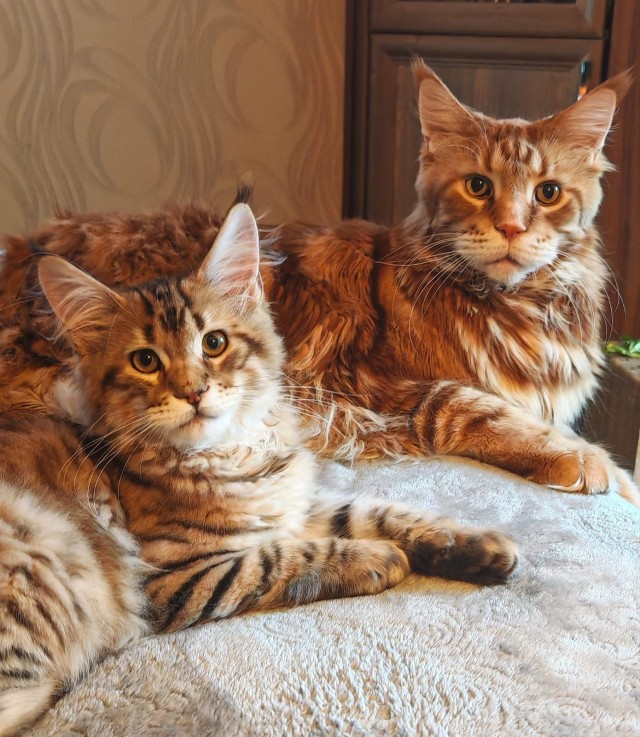 Юбилейный котовторник!