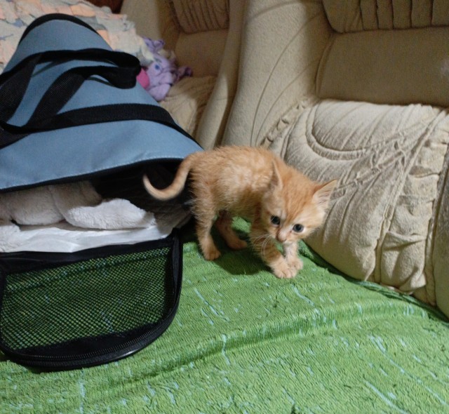 Коты