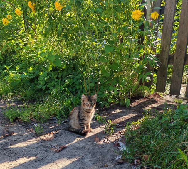 Дворовые коты