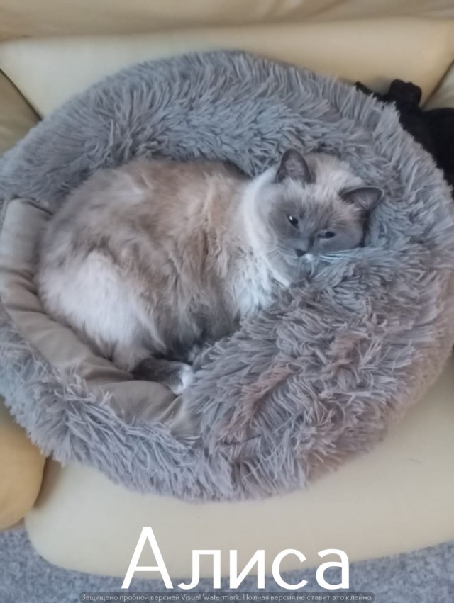 Жизнь домашнего приюта "Котоленд" 565