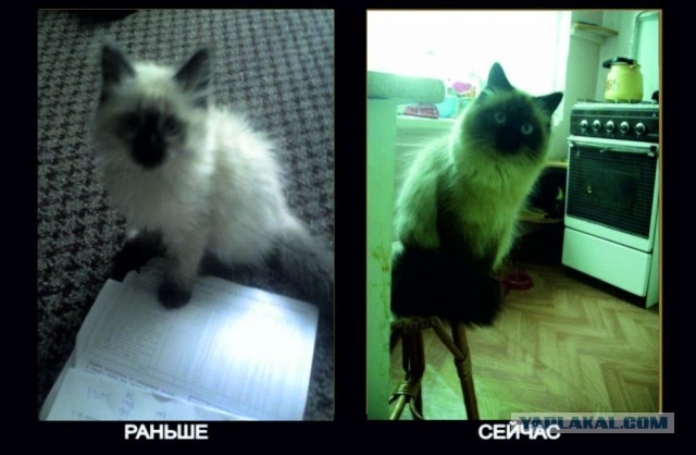 Коты и время