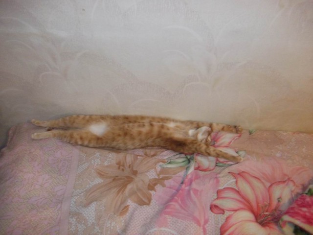 Котовторник   31.12.  2013