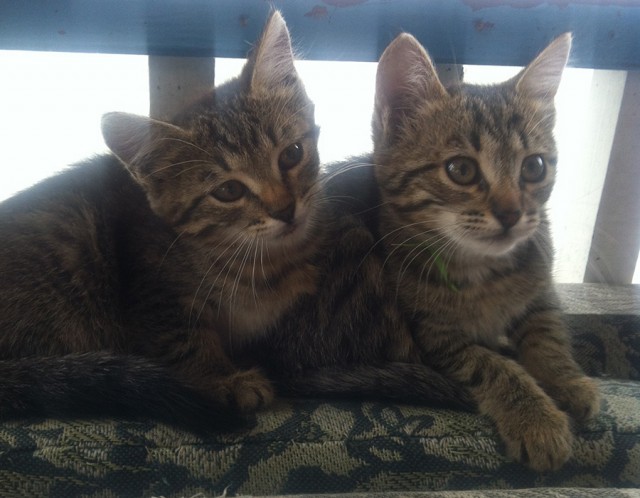Котовторник   15.04.2014