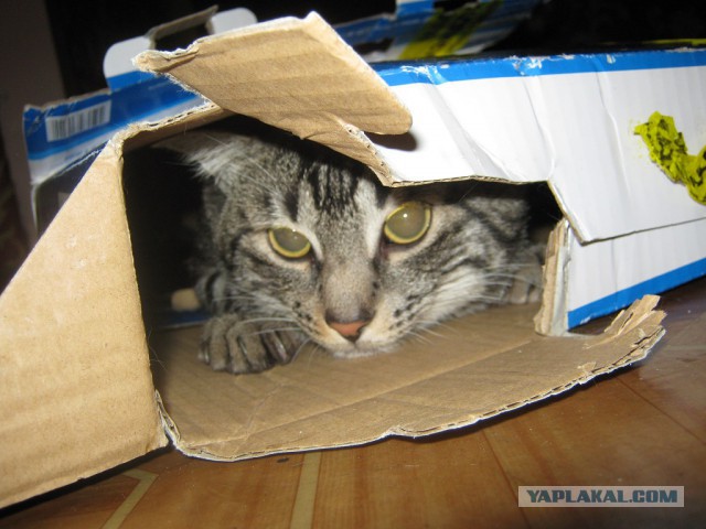 Разве может коробка пустовать?