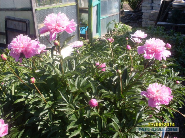 Деревенская Америка