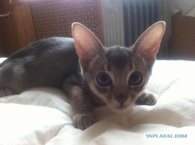Котовторник 02.09.2014