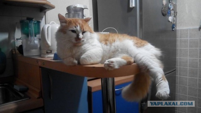 Котовторник