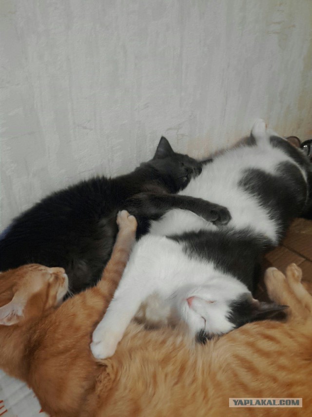 Как спят кошки....