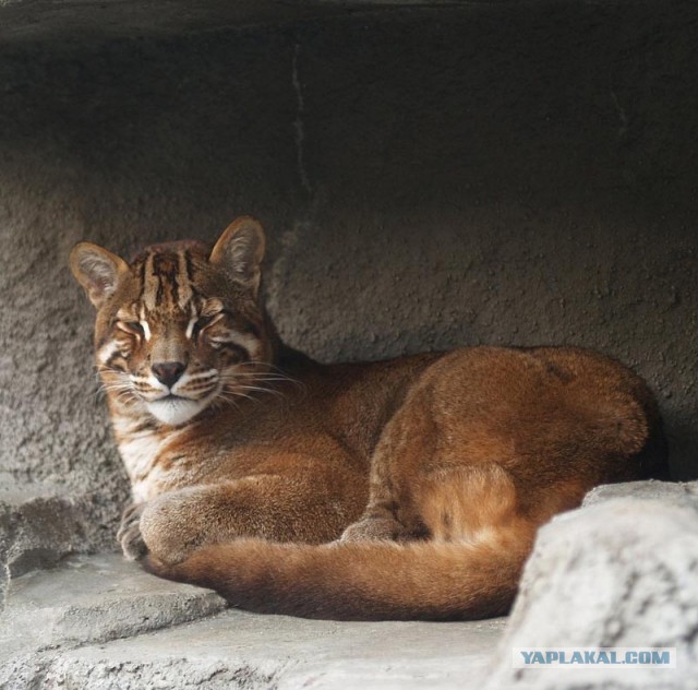 Дикий котовторник