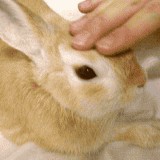Кошки и Собаки - большая подборка