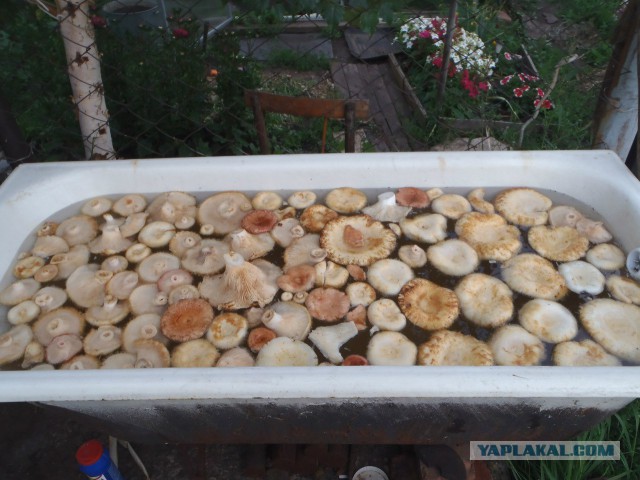 Я узнал, что у меня есть огромная семья