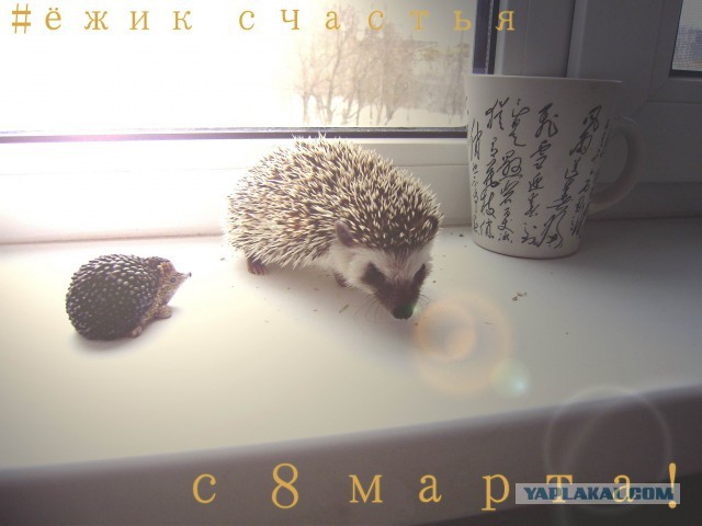 Восьмомартовский котовторник