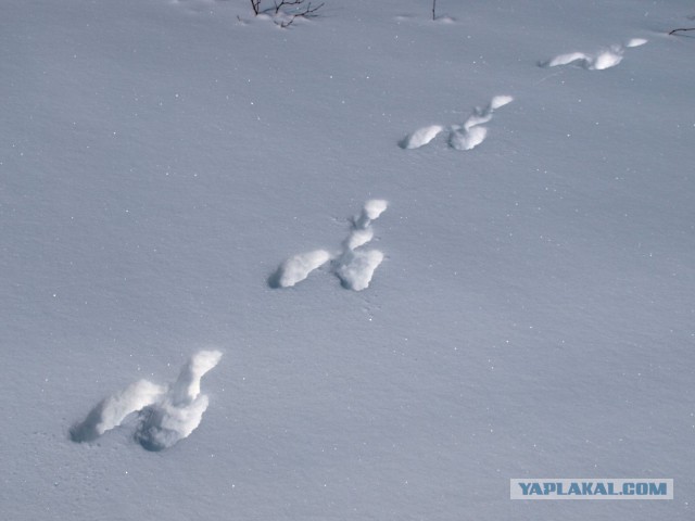 Зайку жалко((