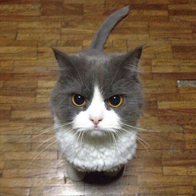 Коты из сети