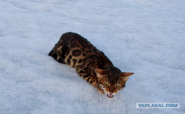 Котовторник  31.01.2017