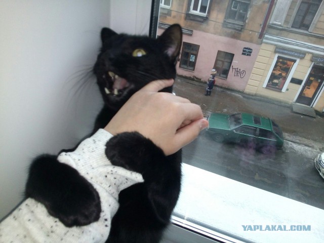 Котовторник  31.01.2017