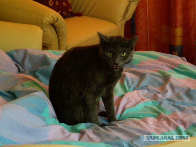 Не знаю буду ли я снимать кошачий ужастик, но постер у меня уже есть