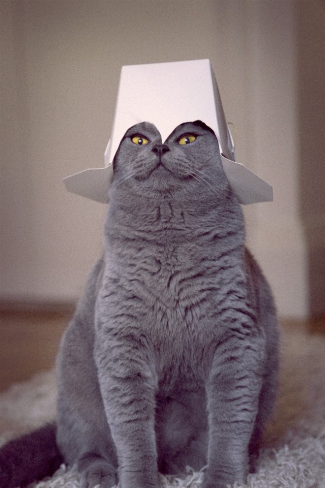 Коты и Кошки