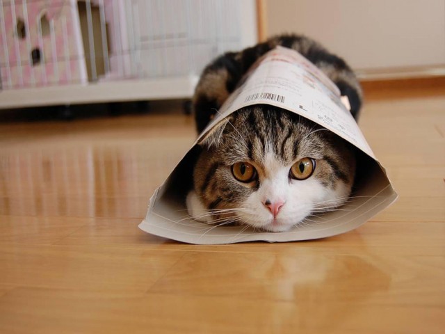 Коты и Кошки