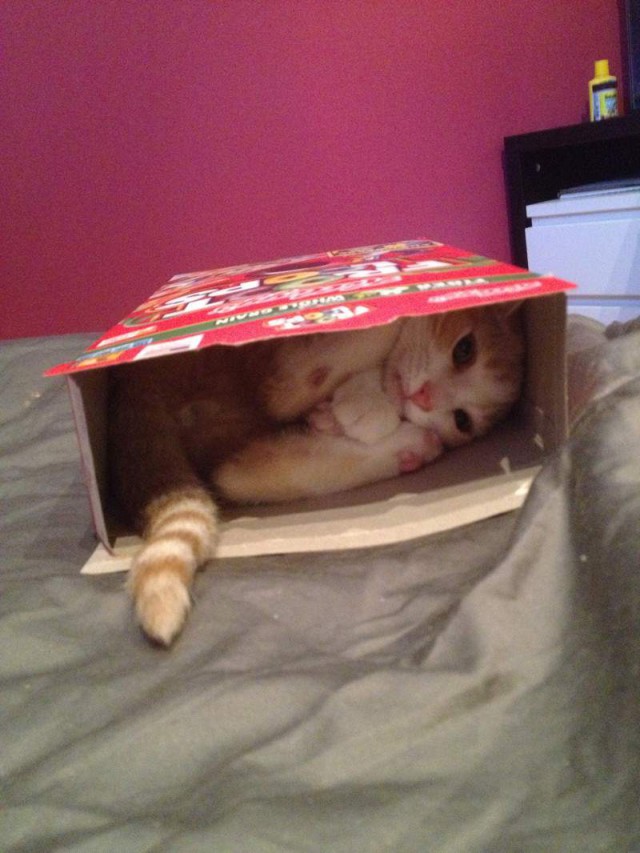 Коты и Кошки