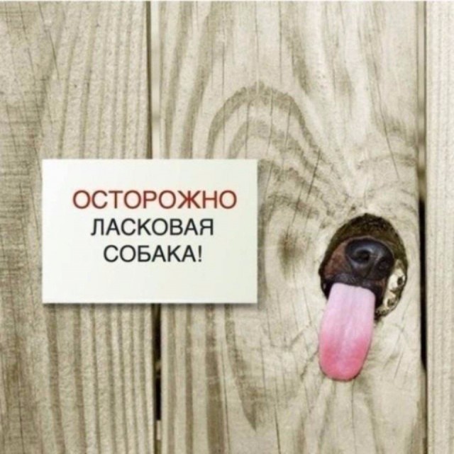 Подборка забавных животных
