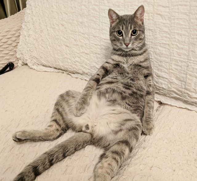 Котовторник 05.06.2018