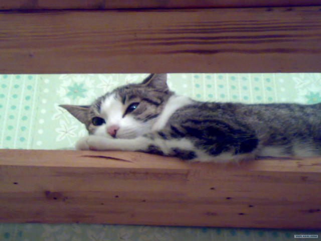 Котовторник (02.06.2009)