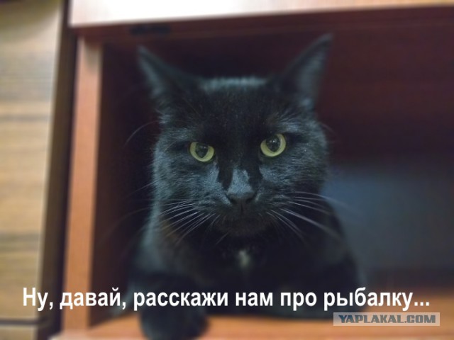 Как я на рыбалку не пошел