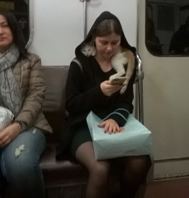 Прикольных котов пост
