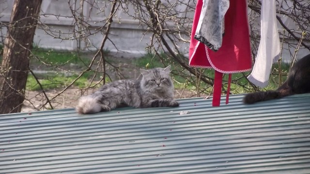 Котовторник стартует