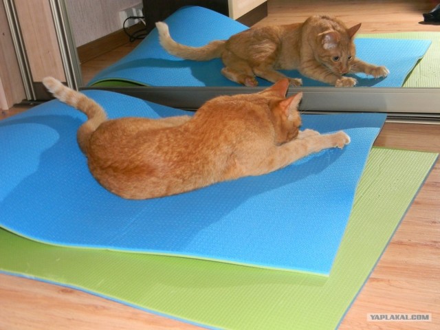 Котовторник (31.01.2012)