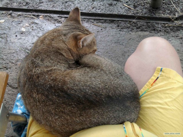 Котовторник (07.02.2012)