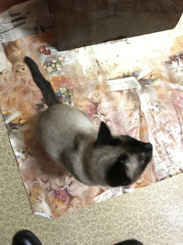 Прикольных котов пост