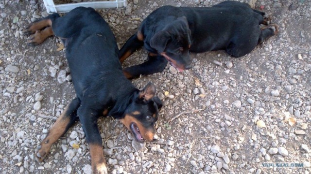 Собакочетверг!