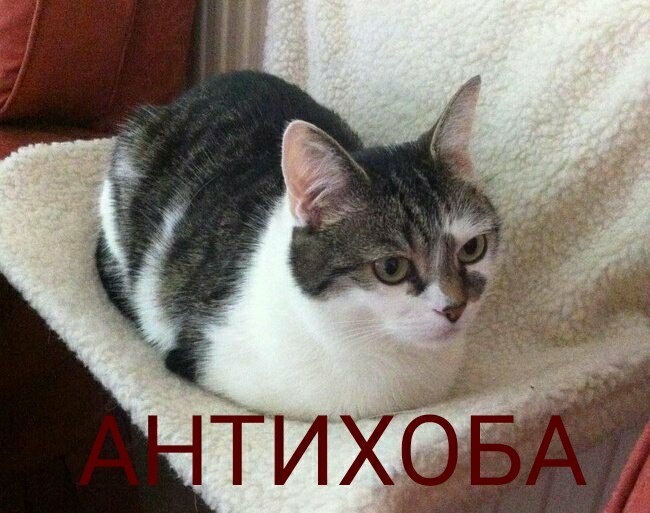 Виды "Хоба"