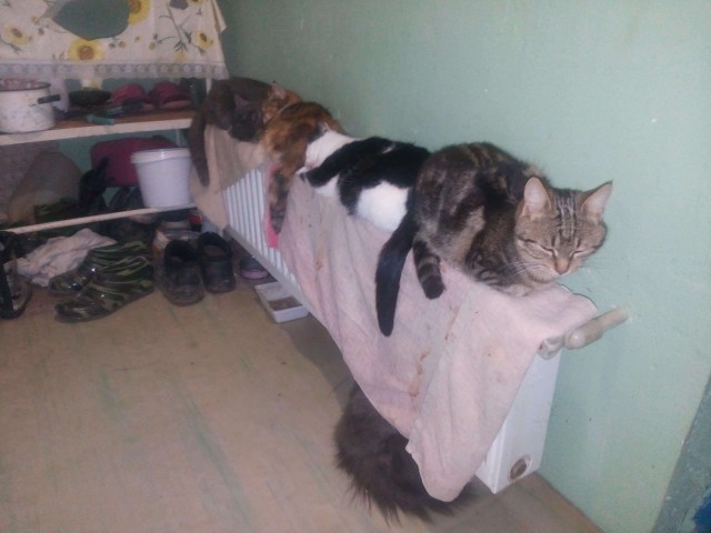 Про котов