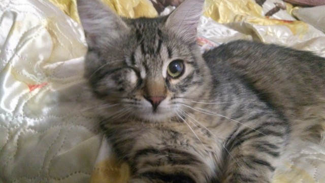 Котовторник же!