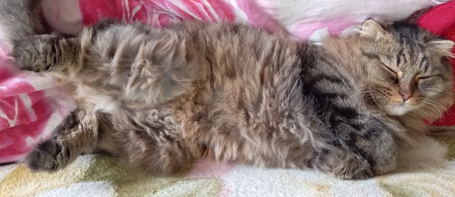 Котовторник