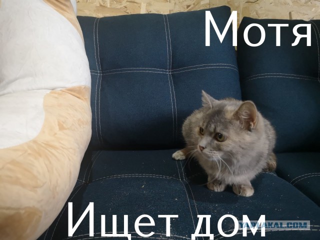 Жизнь домашнего приюта "Котоленд" 308