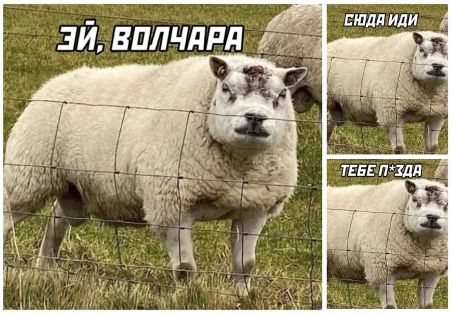 Всяческие картинки 08.11.2021
