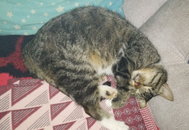 Котовторник. Февраль