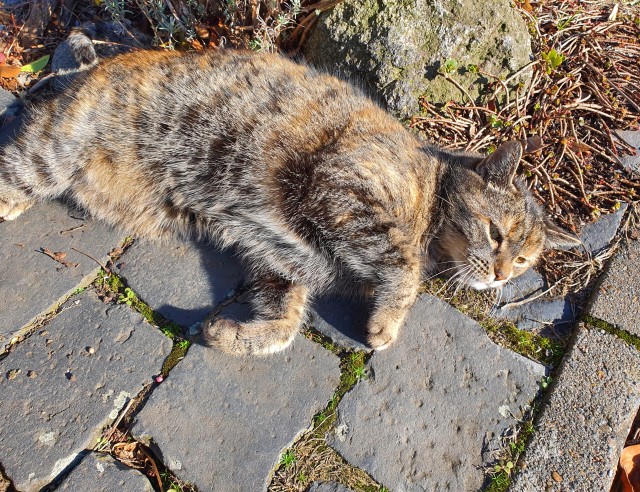 Кот жуёт, распространите