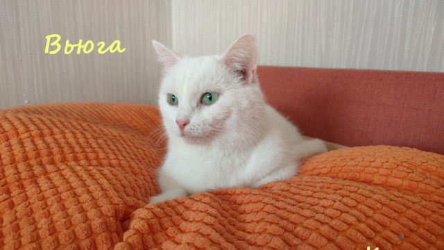 Жизнь домашнего приюта "Котоленд" 328