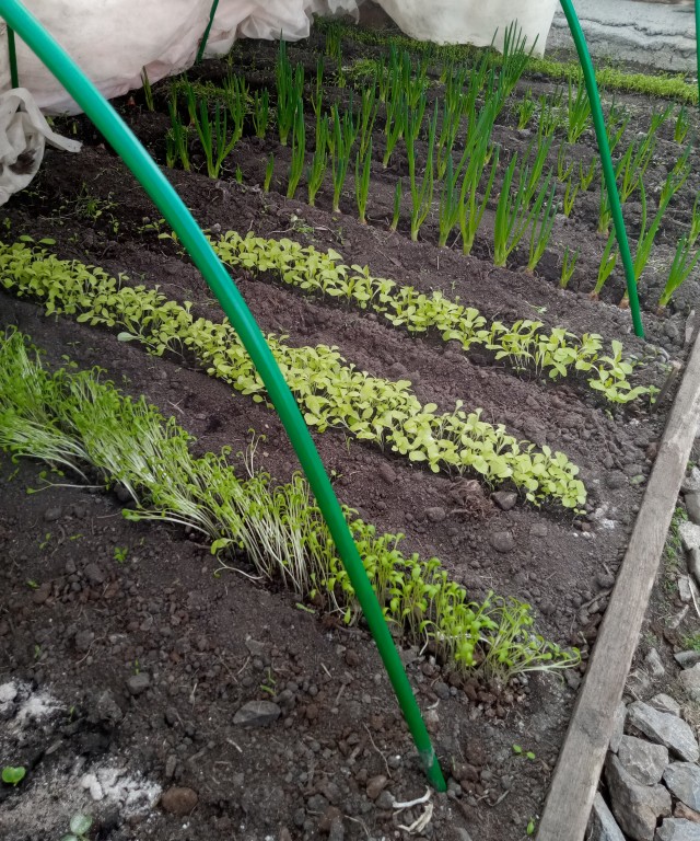 Первые всходы