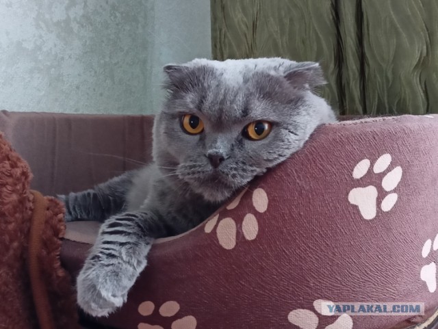 Британец