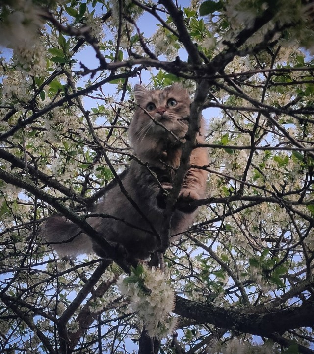 И снова день кошачий!