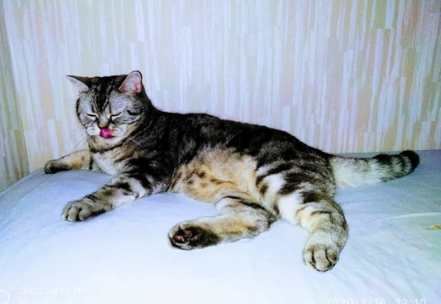 Ура! Котовторник.