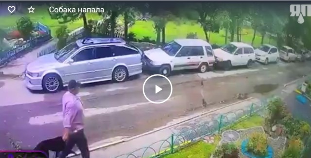 В Хабаровске на ребенка с тойтерьером напала агрессивная собака