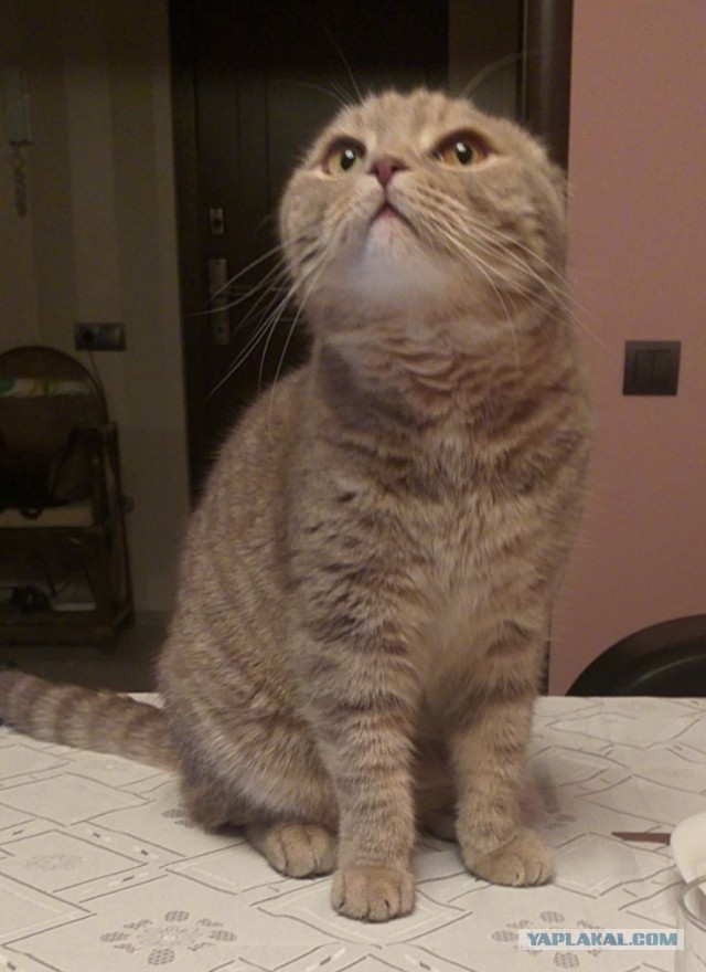 Даёшь котов в этот вторник!