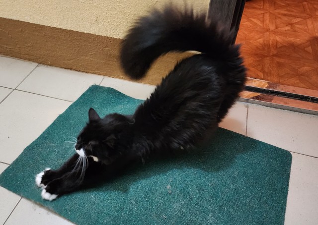 Котовторник. Было - стало